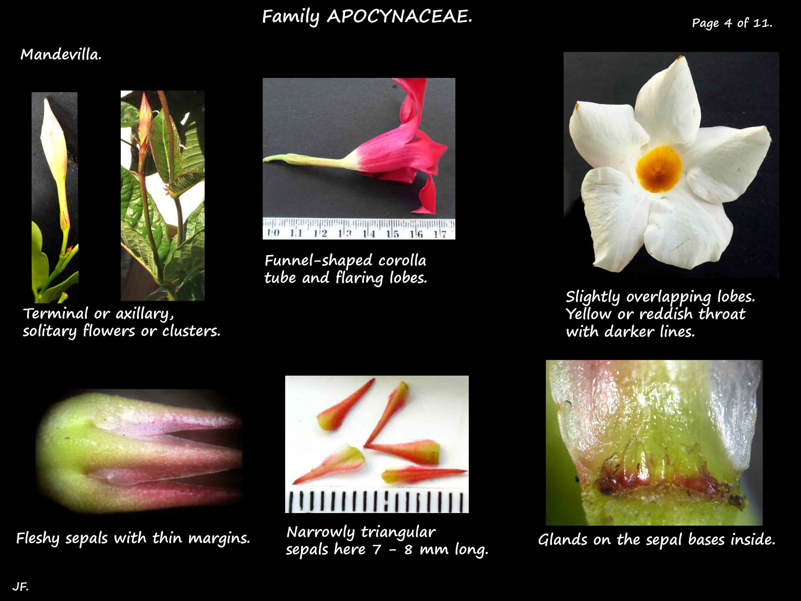 4 Mandevilla perianth and the sepal glands